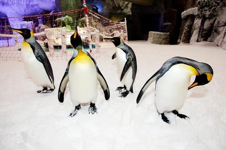 Ski Dubai Classic Ticket with Transfer — Indoor Snow Park Experience in Dubai photo 6