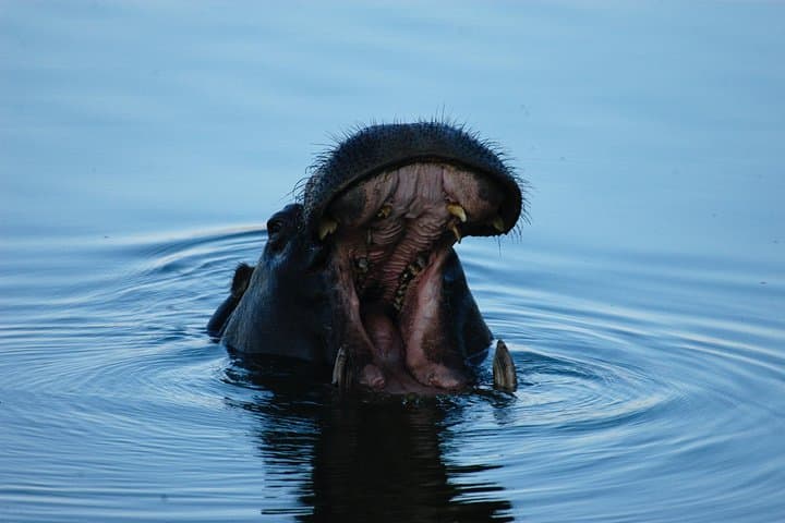 Zambezi Sunset Cruise from Victoria Falls — Wildlife, Drinks & Golden Light photo 6