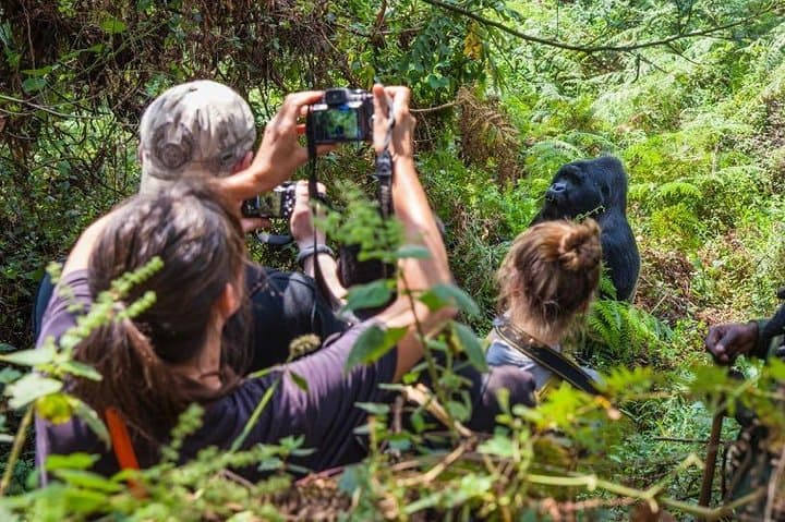 4-Day Rwanda Gorilla Trekking and Volcanoes National Park Experience photo 5