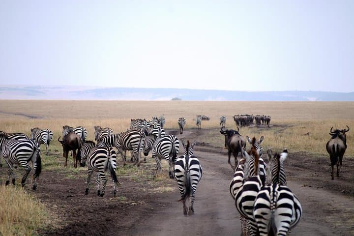 3 Days in Maasai Mara: Best of Kenya Safari Adventure photo 6