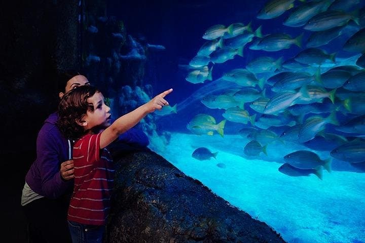 SEA LIFE Blackpool: Explore Sharks, Rays & Seahorses on the Promenade
