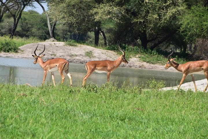 Tarangire Safari: A Day Among Elephants and Baobabs photo 3