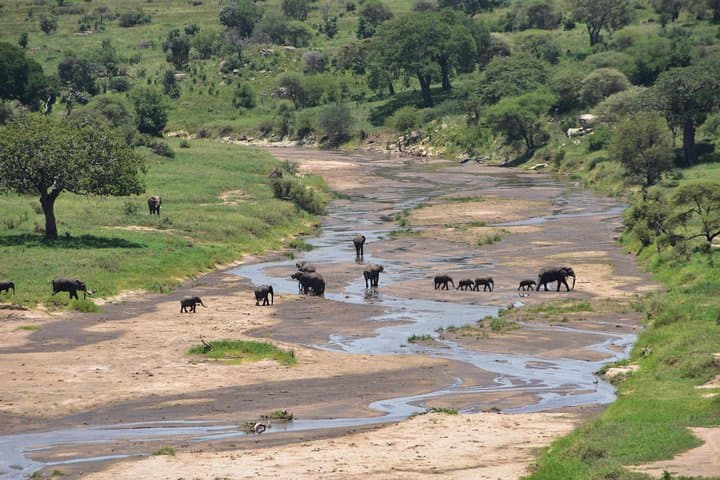 Tarangire Safari: A Day Among Elephants and Baobabs photo 5