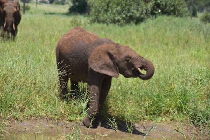 Tarangire Safari: A Day Among Elephants and Baobabs photo 6