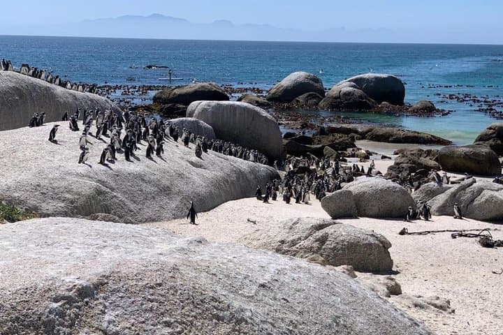 Cape Peninsula & Table Mountain: Full-Day Small-Group Scenic Drive from Cape Town photo 5