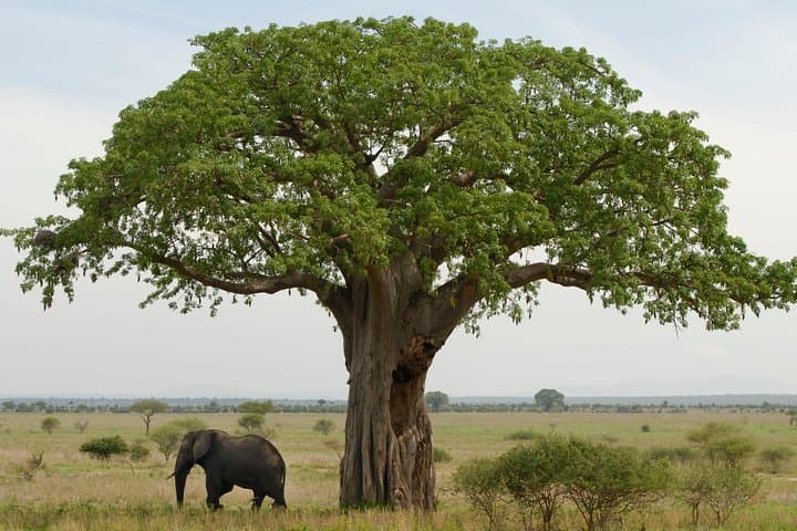 Tarangire Safari: A Day Among Elephants and Baobabs photo 4
