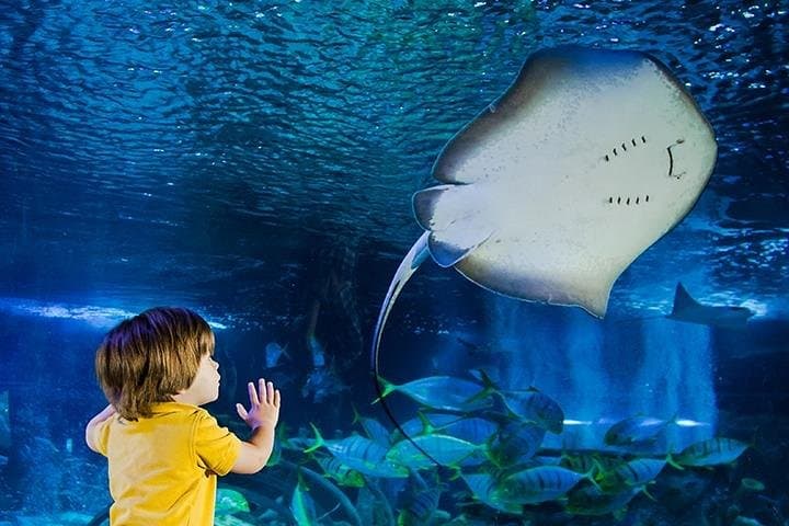 Inside SEA LIFE Manchester: Underwater Tunnel, Turtles & Touch Pools