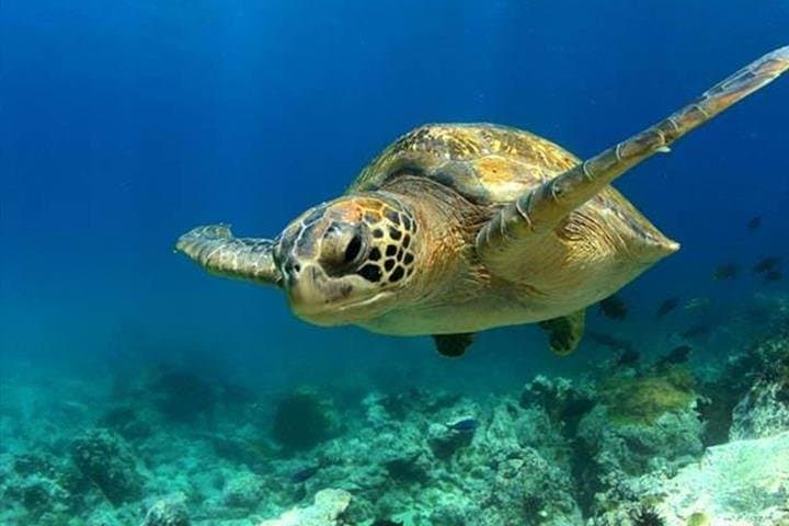Inside SEA LIFE Manchester: Underwater Tunnel, Turtles & Touch Pools photo 3