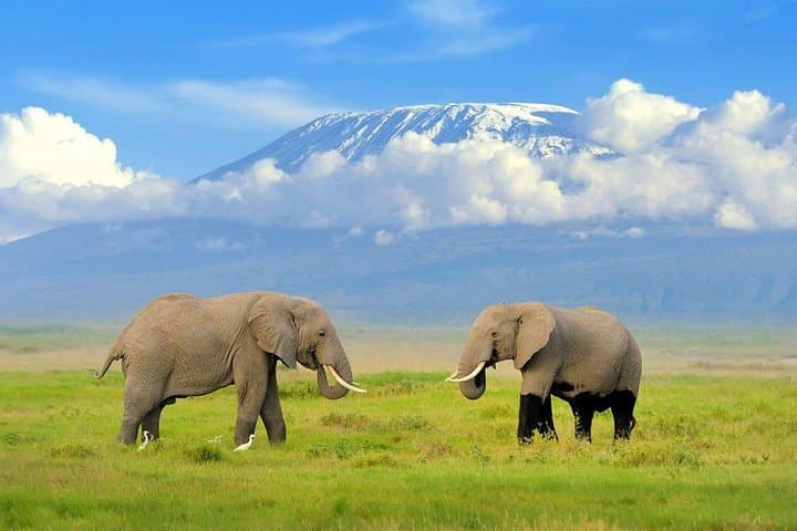 Classic Amboseli Safari: Day Trip for Elephants, Birds and Kilimanjaro Views