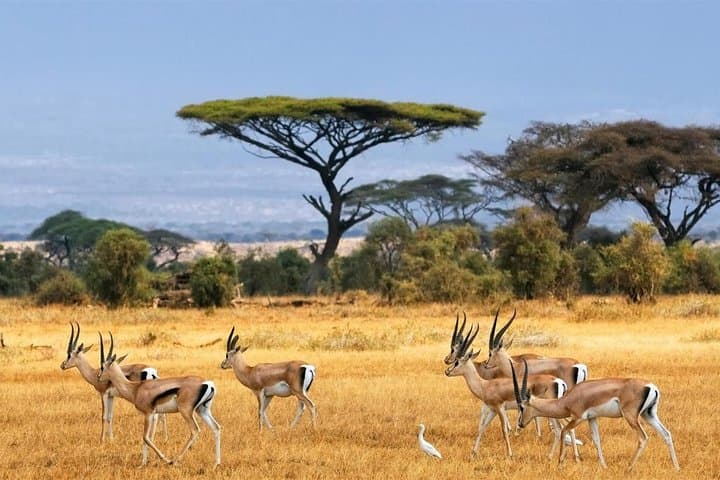 Classic Amboseli Safari: Day Trip for Elephants, Birds and Kilimanjaro Views photo 2