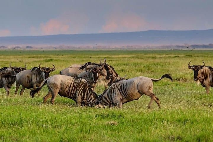 Classic Amboseli Safari: Day Trip for Elephants, Birds and Kilimanjaro Views photo 3