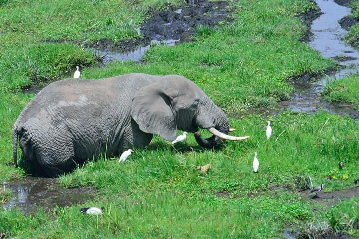 Classic Amboseli Safari: Day Trip for Elephants, Birds and Kilimanjaro Views photo 4
