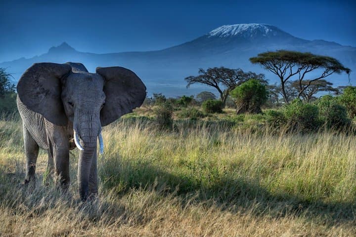 Classic Amboseli Safari: Day Trip for Elephants, Birds and Kilimanjaro Views photo 6