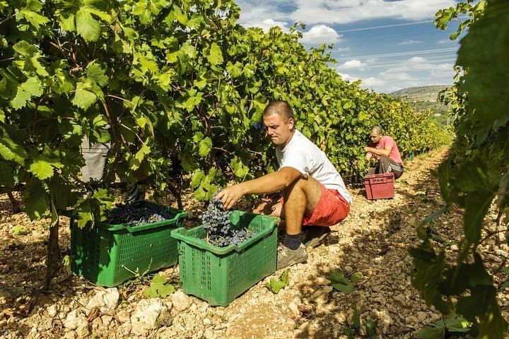 Private Krka Waterfalls & Dalmatian Wine Tasting from Split photo 5