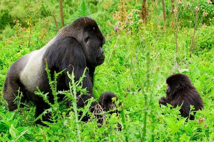 Rwanda 1-Day Gorilla Trekking Safari in Volcanoes National Park photo 1