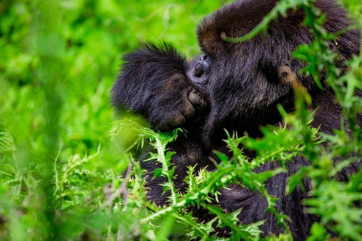 Rwanda 1-Day Gorilla Trekking Safari in Volcanoes National Park photo 2