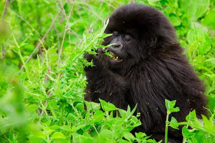 Rwanda 1-Day Gorilla Trekking Safari in Volcanoes National Park photo 3