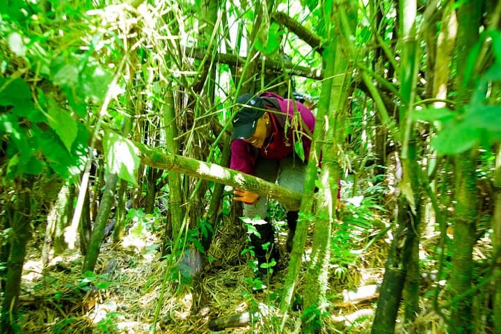 Rwanda 1-Day Gorilla Trekking Safari in Volcanoes National Park photo 4