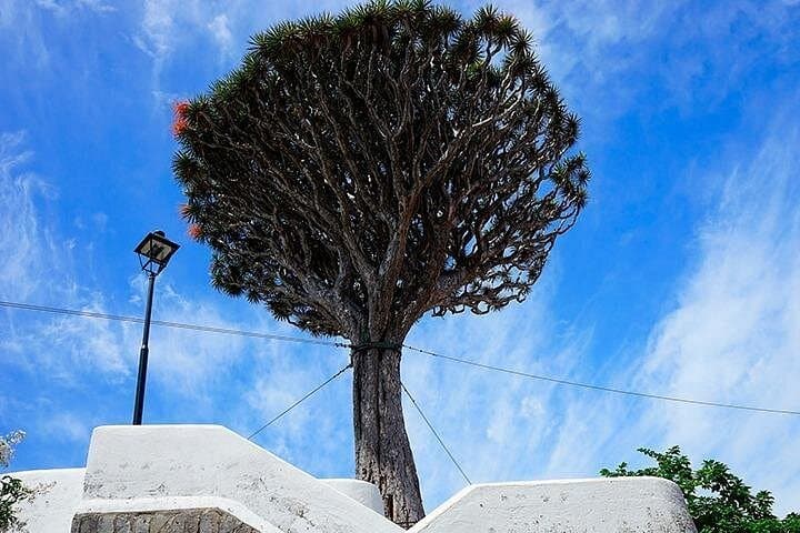 Tenerife Full Island Tour: Teide, Los Gigantes & Coastal Highlights photo 4