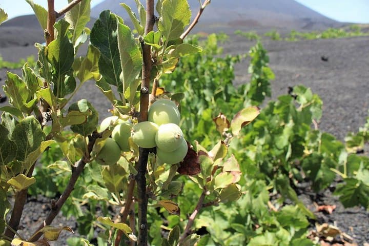 Hike to Little Pico (2014) — Fogo Volcano Crater Trek photo 3