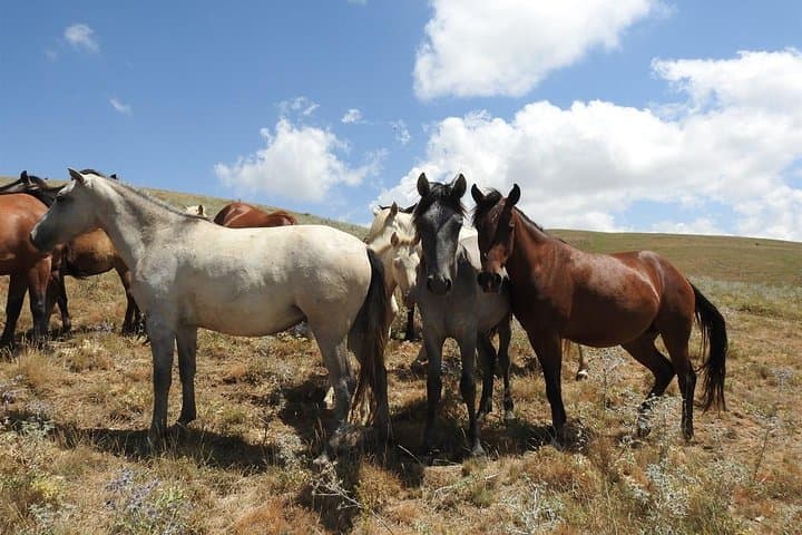 Horseback Riding in Armenia's Caucasus Wildlife Refuge: Mountain Trails & Monasteries