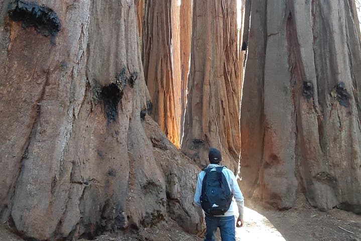 Private Guided Sequoia Hiking Tour — Giant Sequoias & Great Western Divide Views photo 6