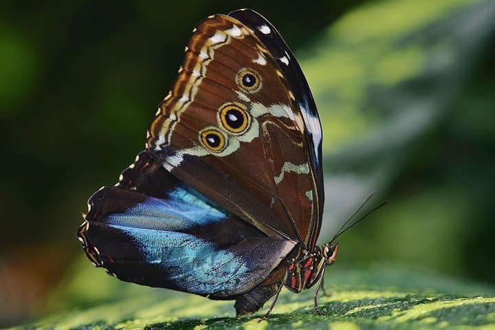 Selvatura Park Eco Adventure: Monteverde Tree Top Walkways & Butterfly Garden photo 3