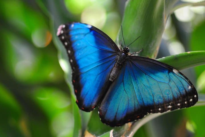 Full Monteverde Cloud Forest Experience with Ziplining — Selvatura Park Guide photo 4
