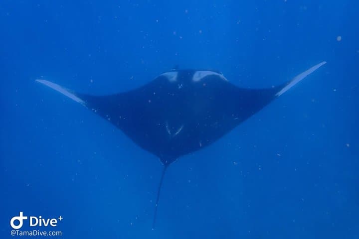 Snorkeling Catalina Islands from Tamarindo — Sharks, Rays & Clear Water photo 6