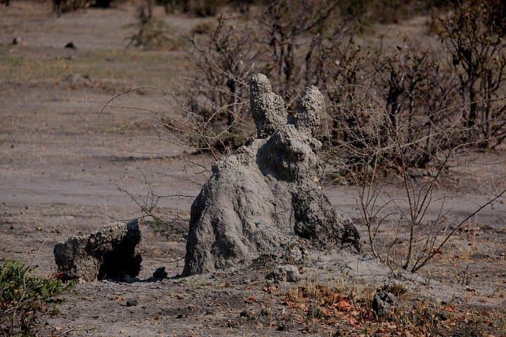 6-Day Walking Safari in Botswana: Khwai & Mababe Concession Adventure photo 6