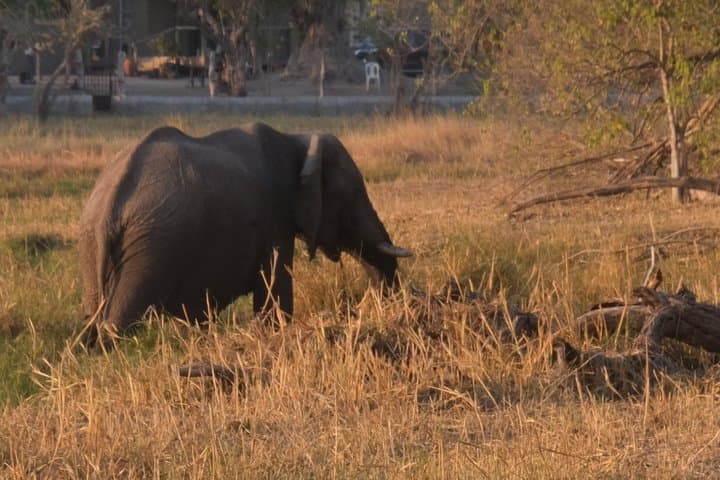8-Day Elephant Tracking Safari in Botswana’s Okavango & Chobe photo 6