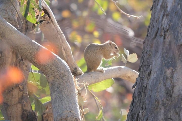 Moremi Day Trip: Full-Day Okavango Delta Safari from Maun photo 6