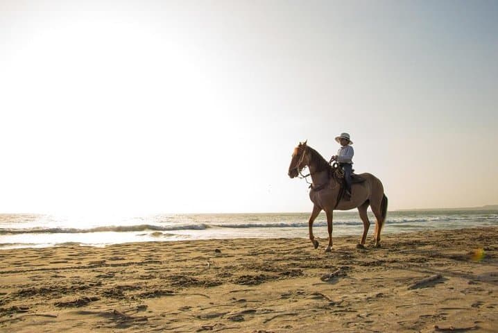 Horseback Riding on Cartagena Beach with Colombian Paso Show photo 5