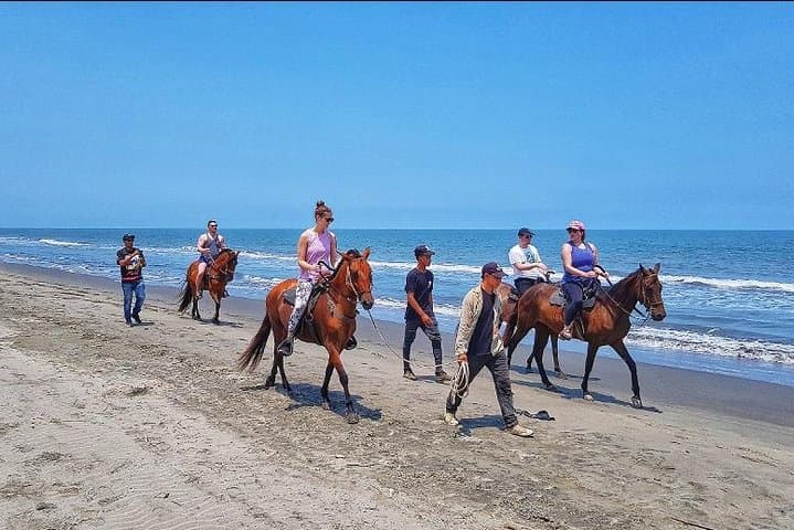 Horseback Riding on Cartagena Beach with Colombian Paso Show photo 6