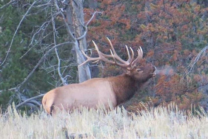 Grand Teton Sunrise Wildlife Tour from Jackson Hole — Antelope Flats to Jenny Lake photo 6