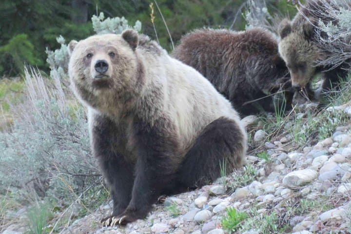 Grand Teton Sunrise Wildlife Tour from Jackson Hole — Antelope Flats to Jenny Lake photo 5