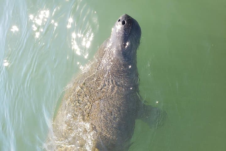 St. Pete Beach Private Boat Charter — Egmont Key, Dolphin Watching & Shelling photo 3