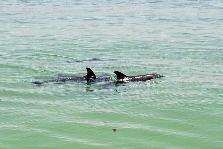 St. Pete Beach Private Boat Charter — Egmont Key, Dolphin Watching & Shelling photo 4
