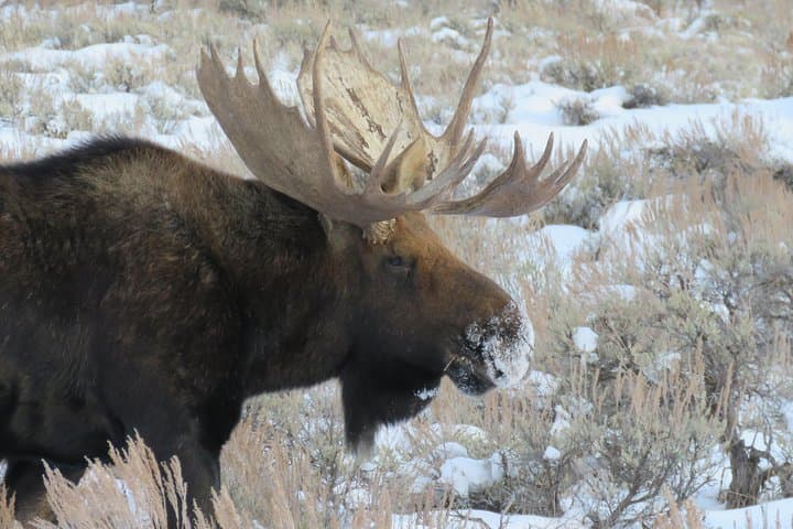 Jackson Hole Morning Wildlife Tour — Grand Teton & National Elk Refuge photo 3