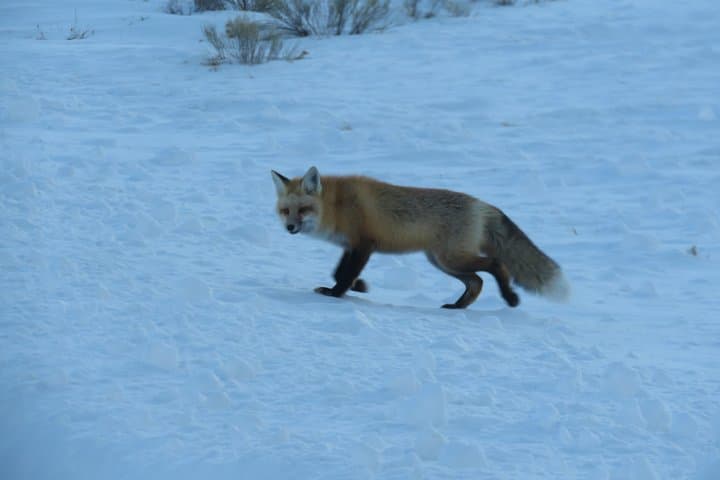 Jackson Hole Morning Wildlife Tour — Grand Teton & National Elk Refuge photo 5