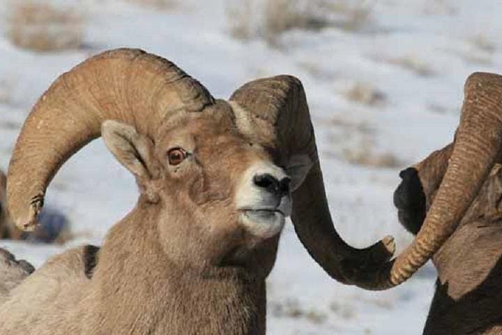 Jackson Hole Morning Wildlife Tour — Grand Teton & National Elk Refuge