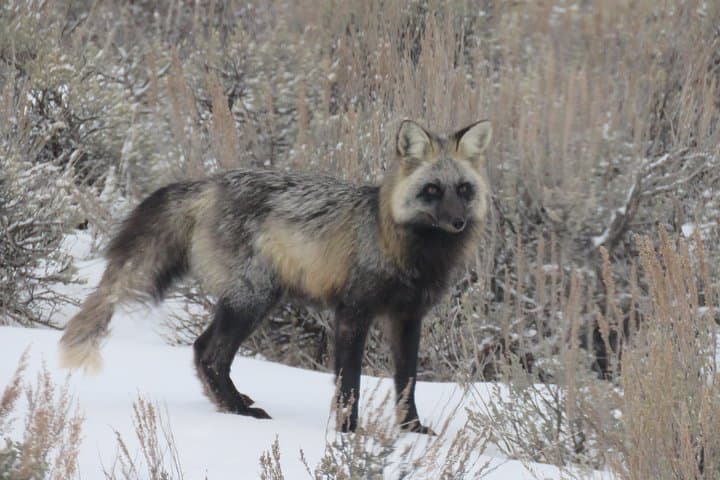 Jackson Hole Morning Wildlife Tour — Grand Teton & National Elk Refuge photo 4