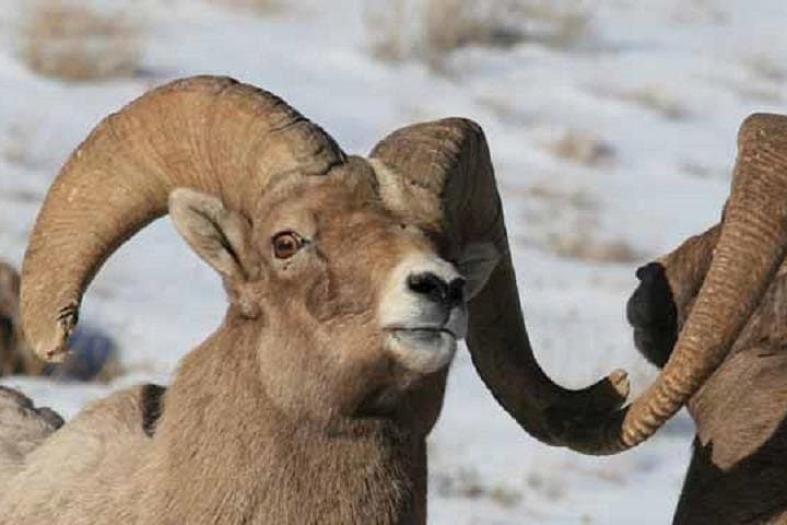 Jackson Hole & Grand Teton Half-Day Wildlife Tour — Afternoon Wildlife Viewing in Teton Park photo 6
