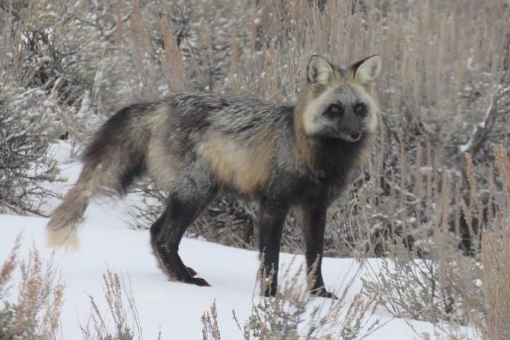 Jackson Hole & Grand Teton Half-Day Wildlife Tour — Afternoon Wildlife Viewing in Teton Park photo 2