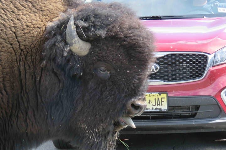 Explore Yellowstone National Park: Full-Day Lower Loop Adventure from Jackson photo 6
