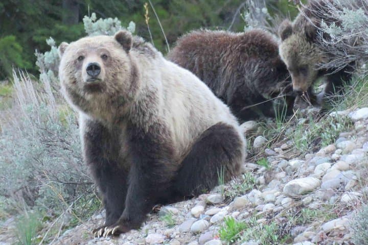 Explore Yellowstone National Park: Full-Day Lower Loop Adventure from Jackson photo 3