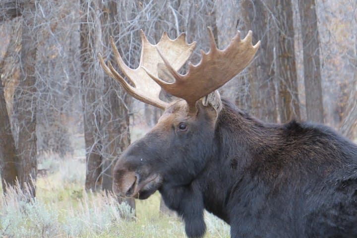 Grand Teton Sunset Wildlife Tour from Jackson Hole photo 6