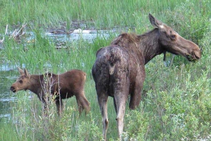 Grand Teton Sunset Wildlife Tour from Jackson Hole photo 3