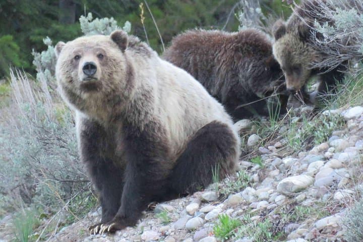 Explore Yellowstone National Park’s Lower Loop: Full-Day Guided Tour from West Yellowstone photo 5