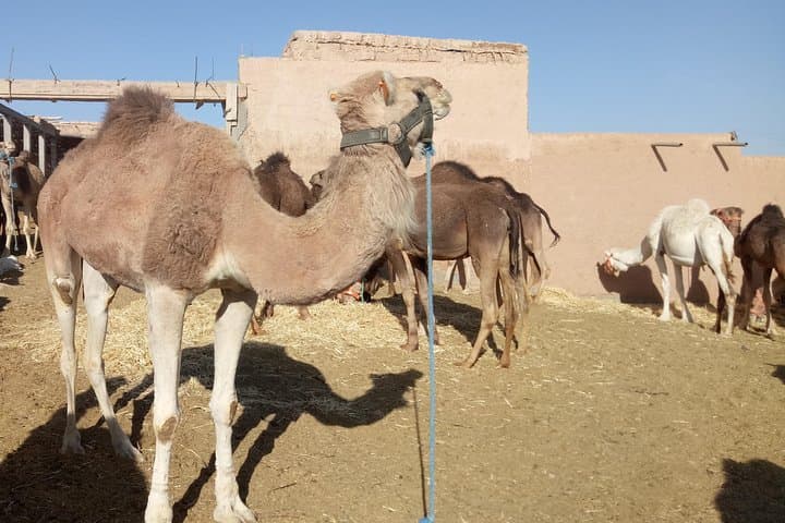 Ait Ben Haddou Private Day Trip from Marrakesh — Kasbahs & Tizi n Tichka photo 4